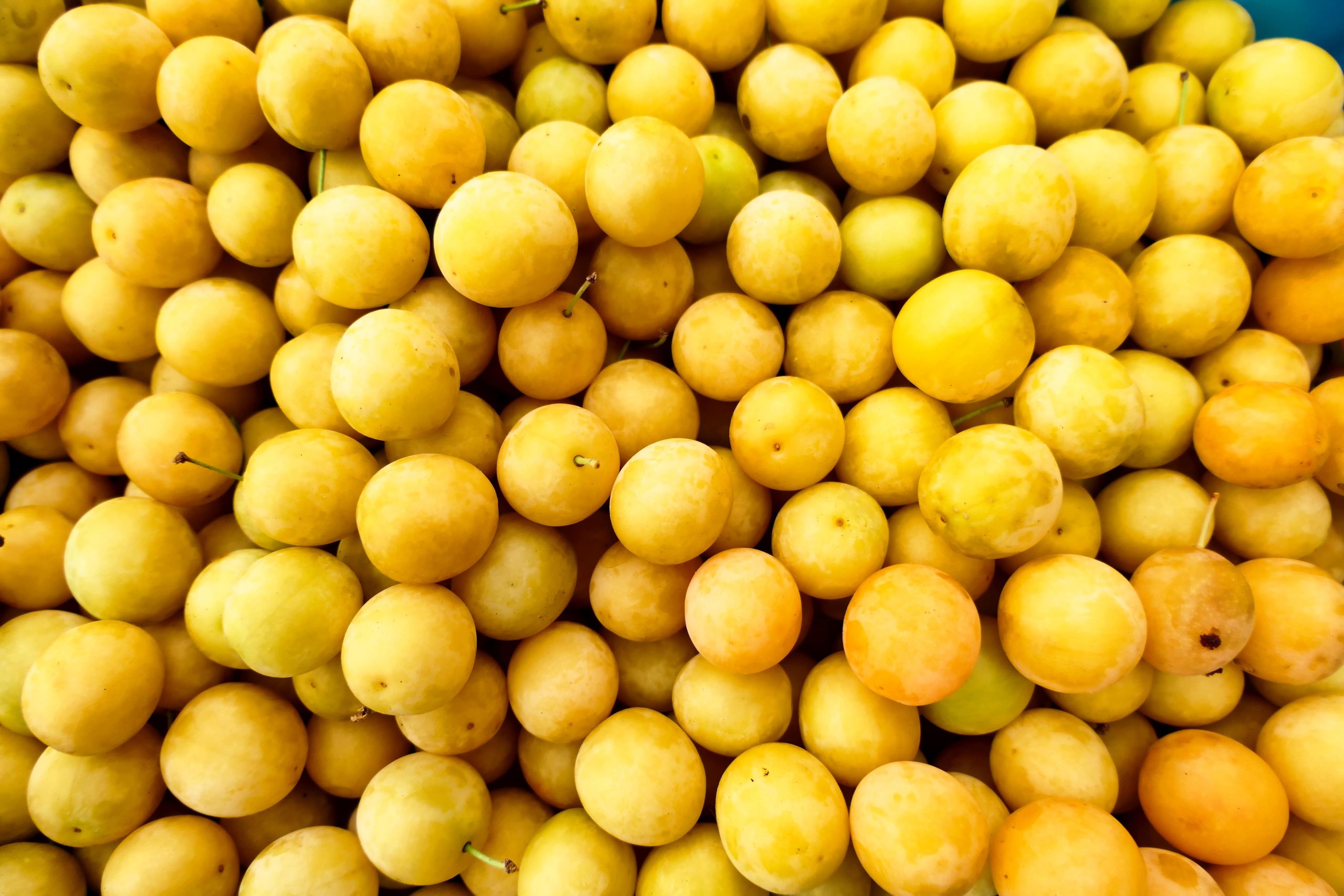 Mirabelle Plum Our Flavor Of The Moment Metarom Mirabelle Plum Our Flavor Of The Moment Metarom