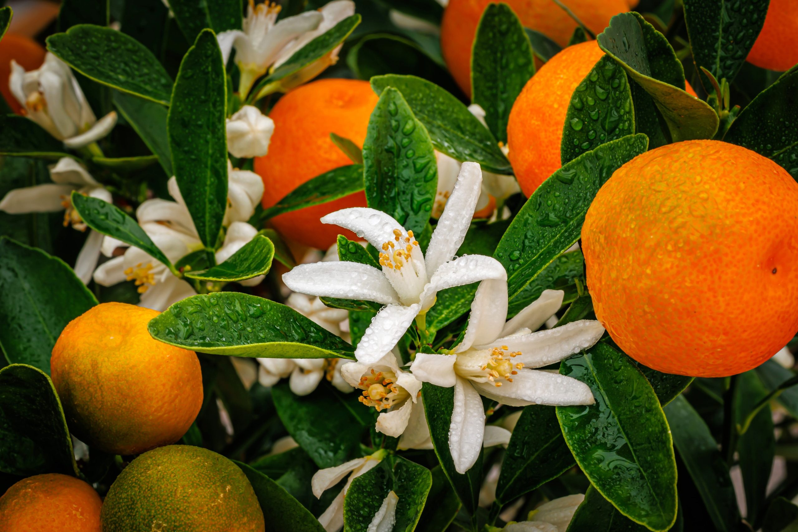L&rsquo;arôme du moment : Fleur d&rsquo;oranger
