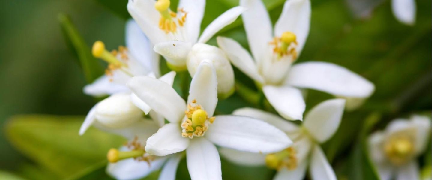 FLORALES