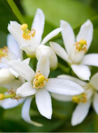 FLEUR D’ORANGER AROME NATUREL